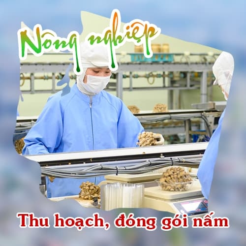 Thu hoạch, đóng gói nấm tại Nhật cơ hội phát triển nghề nghiệp