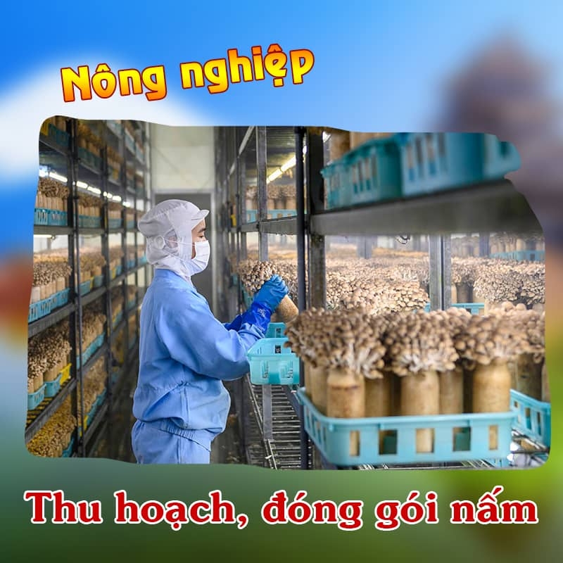 Tuyển nữ trồng và thu hoạch nấm tại Nagano – Lương hấp dẫn