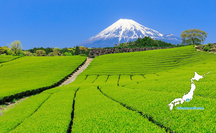 Tỉnh shizuoka, Nhật Bản